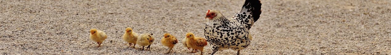 huhn-breit-01